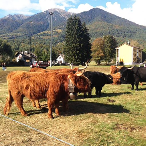 Tutto pronto per la 39a Mostra Bovina della Valle Vigezzo