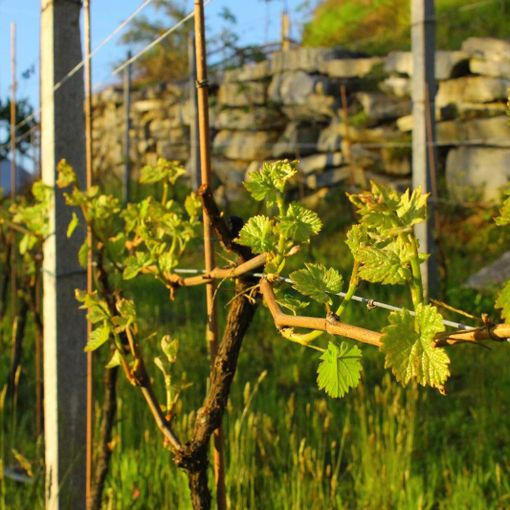 Il GAL incontra le aziende agricole, trasformatori alimentari e imprese turistiche