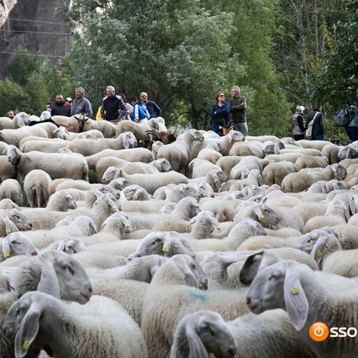 Allasia: &quot;La transumanza occasione per rilanciare la montagna piemontese&quot;