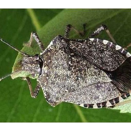 Cimice asiatica, dalla Regione  5,5 milioni per gli indennizzi alle aziende agricole