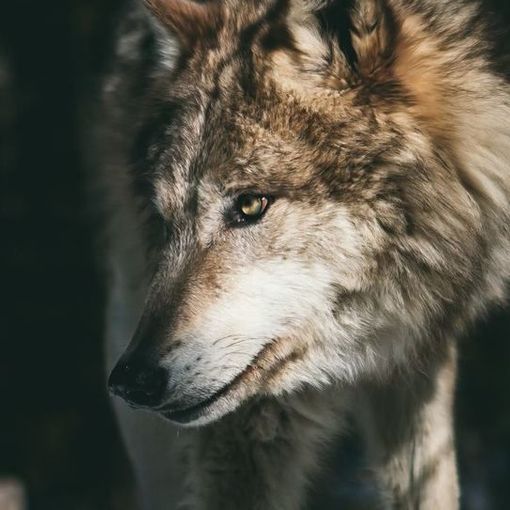 Il lupo colpisce a Cravegna e Cambiasca