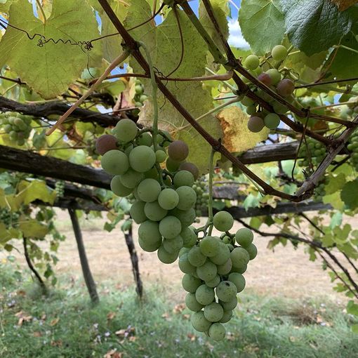 Operativo il tavolo tecnico regionale per l’emergenza flavescenza dorata della vite