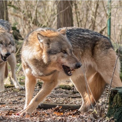 L'Ufficio Ambiente dà il via libera per 'regolamentare' i branchi di lupi