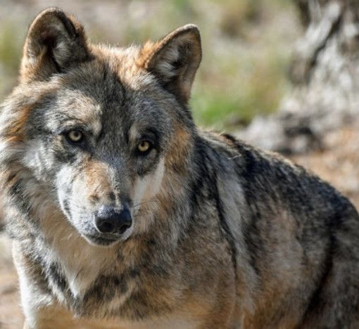 Indennizzi per gli allevatori per i danni causati dai predatori