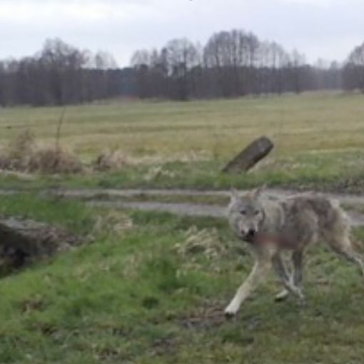 In un video gli allevatori del VCO rilanciano il loro allarme per il pericolo dei lupi