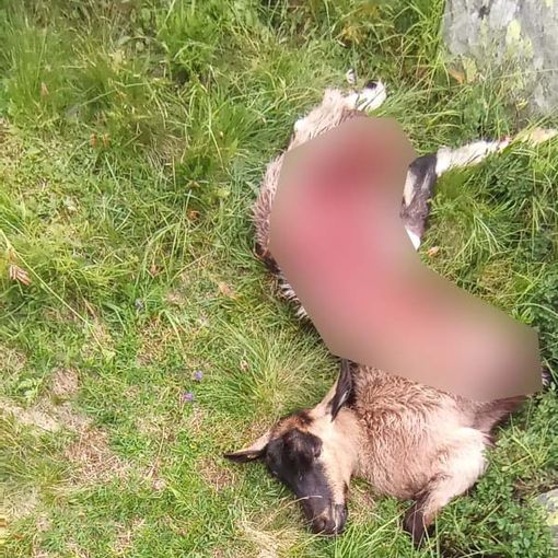 Ancora predazioni del lupo negli alpeggi della Valle Anzasca