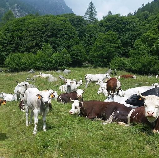 Allarme alla stalla in Piemonte: in dieci anni è sparito un allevamento su cinque