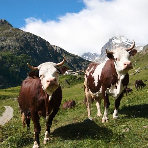 Come si adattano i pascoli alpini ai cambiamenti climatici