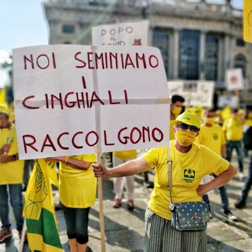 Emergenza cinghiali, agricoltori protestano: &quot;Danni in aumento, intervenire subito&quot;