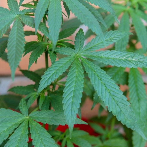 Tra sostenibilità e attenzione al benessere: dietro al boom della cannabis light
