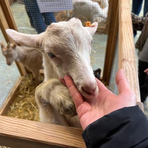 Successo per la Mostra del Capretto vigezzino, ma cresce la preoccupazione per i lupi FOTO