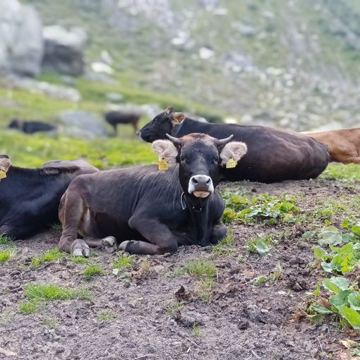 Le mucche da Pedriola hanno attraversato il ghiacciaio e sono tornate a valle