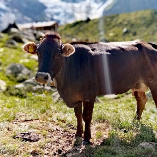 “Subito interventi e sostegno degli allevatori d'alpeggio per la gravissima siccità”