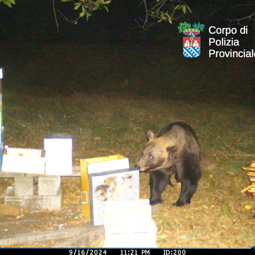 Orso M29, il comitato allevatori replica alle parole di Paolo Crosa Lenz