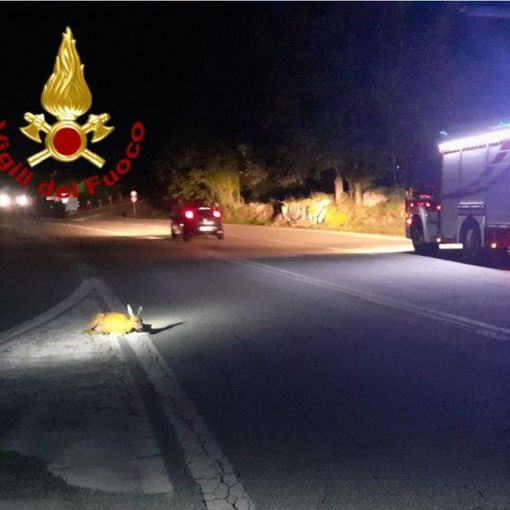 Montecrestese: capriolo salvato dai Vigili del Fuoco