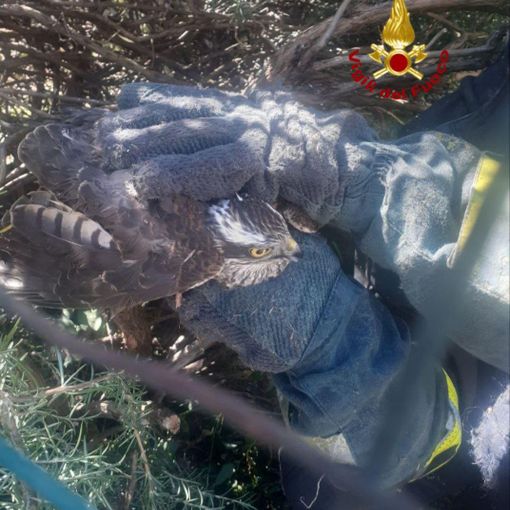 Rapace rimane intrappolato nella siepe di un giardino, salvato dai Vigili del fuoco