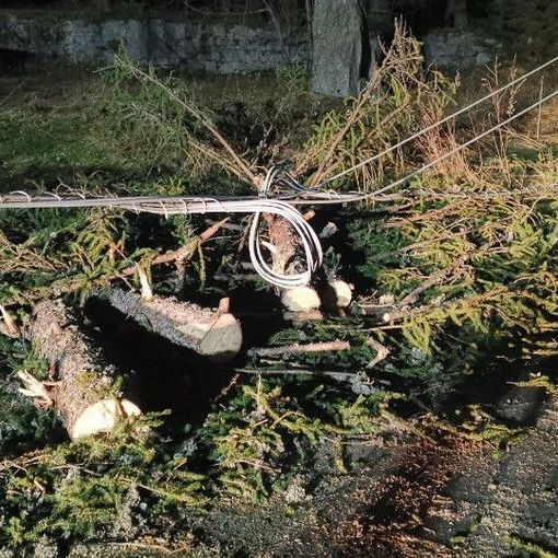 Macugnaga, pianta cade e abbatte palo della linea elettrica