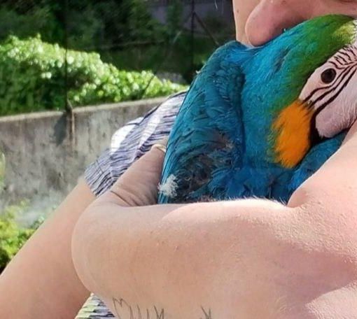 Recuperato dai vigili del fuoco un pappagallo scappato al suo proprietario