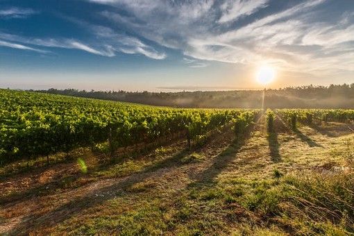 Produttori vinicoli del Piemonte lanciano un grido d'allarme: periodo critico per l'agricoltura