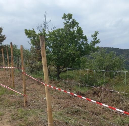 Peste suina, il Piemonte si arma contro i cinghiali: “170 chilometri di reti e 50.000 abbattimenti”
