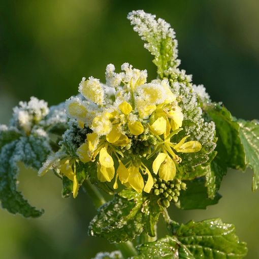 Proteggere le piante dell'orto dal freddo: ecco come fare