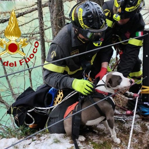 Acchiappalevrieri: “Abbiamo salvato noi il cane caduto nel lago in Valle Antrona”