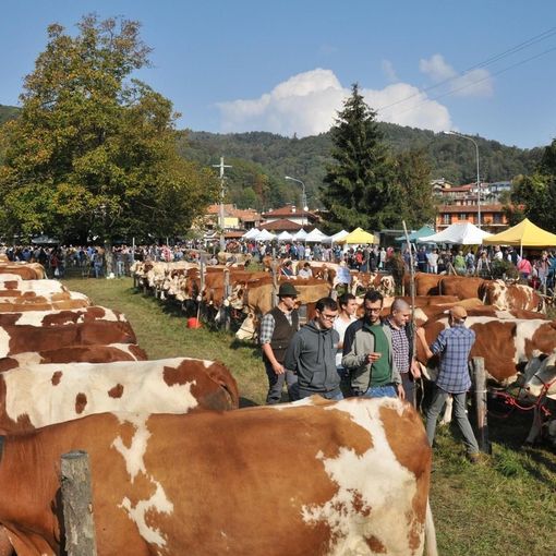 Anche l'istituto Fobelli alla Fiera Zootecnica di Armeno