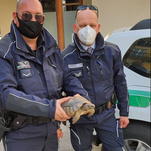 Testuggine vaga per via Castellazzo, salvata dagli agenti della Polizia Locale