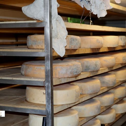 ''Fior di Prata'', come produrre formaggio a due passi dal salotto di Domodossola
