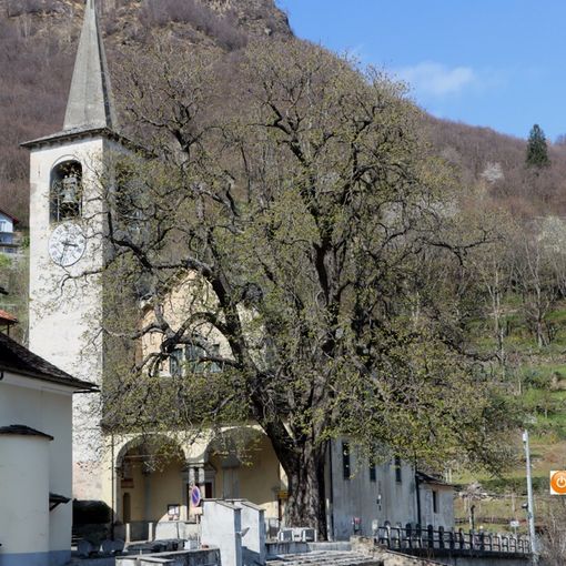 Nella foto: l'Aesculus hippocastanum davanti alla chiesa di Cimamulera
