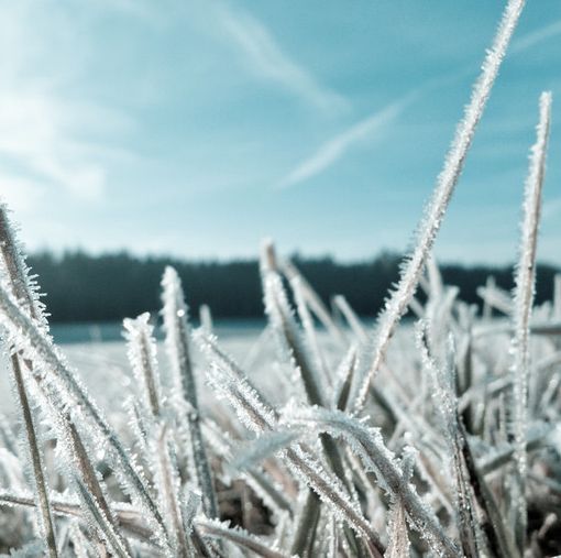 Agricoltura, la Regione chiede finanziamenti al ministero a compensazione dei danni causati dal gelo