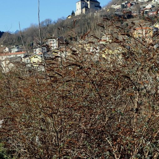 Rifiuti in pieno centro lungo corso Italia