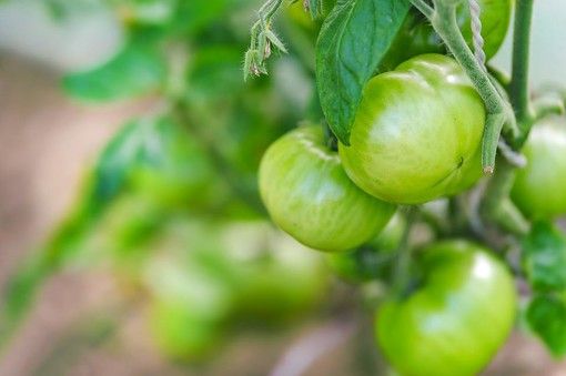 Misure agro climatico ambientali e agricoltura biologica, dalla Regione altri 2,5 milioni