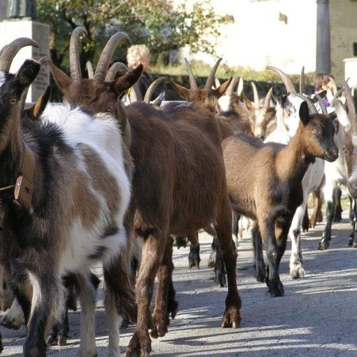 Conto alla rovescia per Craf in Crof 2022