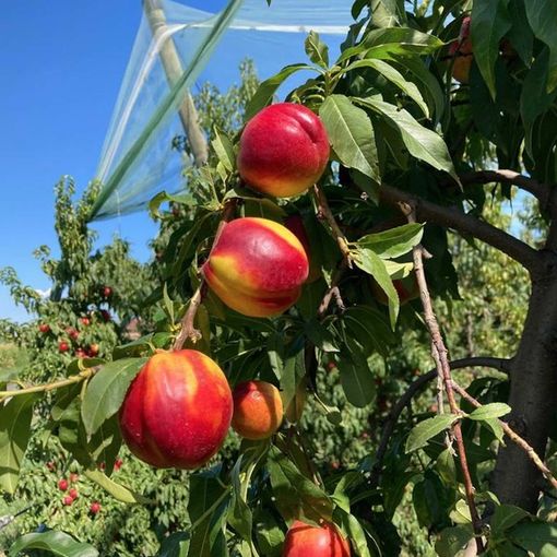 Comparto frutta: è allarme su consumi, prezzi e manodopera