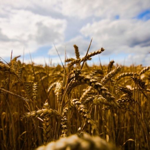 Ucraina, Coldiretti: &quot;Con la guerra, stop a un terzo del mercato mondiale del grano&quot;