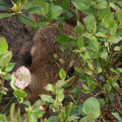 Estate nei parchi dell'Ossola: periodo di nascite per molte specie animali
