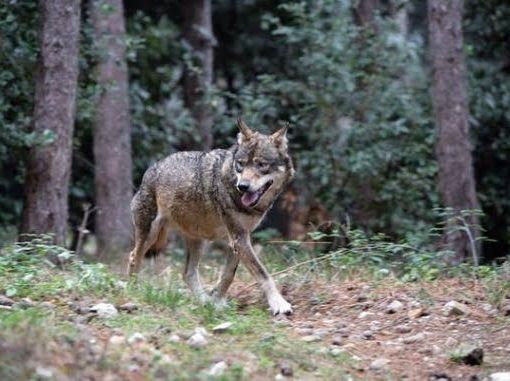 Lupi nel Vco: seguire il “modello francese” oppure affidarsi a soluzioni diverse?