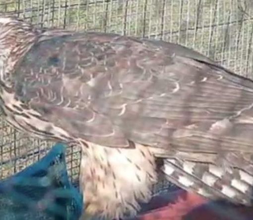 Rapace intrappolato, salvato dai Vigili del fuoco