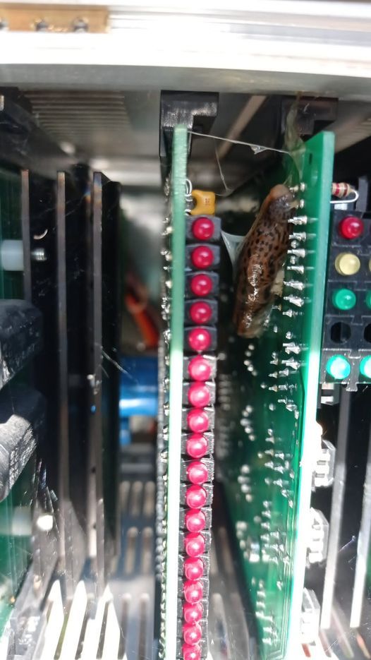 Una lumaca fa saltare il semaforo di Ornavasso