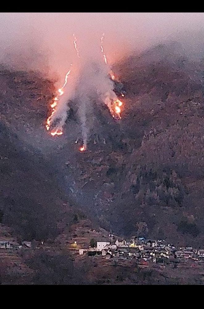 Foto Paola Border Collie Foto Paola Border Collie