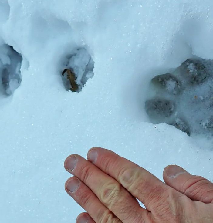 Lupi e ibridazione: nuove scoperte nelle Alpi piemontesi con il progetto Life Wolfalps eu