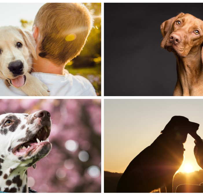 Oggi, 26 agosto, Festa del Cane: un amico fedele.