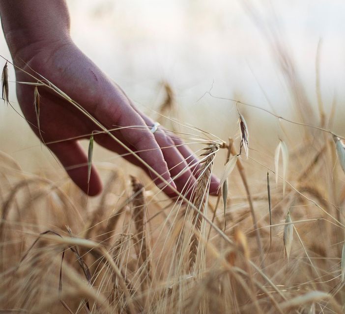 Giovani in agricoltura, ecco 11,6 milioni di euro a sostegno di aziende under 41: c'è anche Biella
