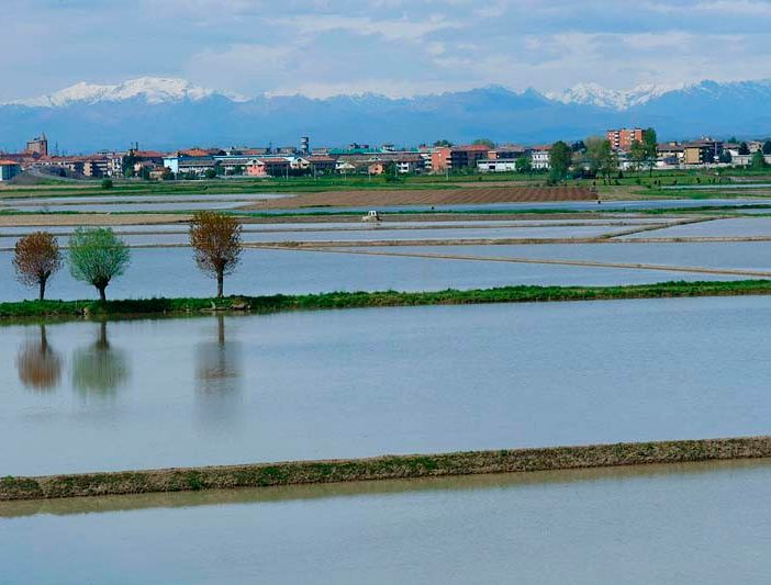 Coldiretti Novara-Vco: &quot;Aumento costi di produzione del riso fa calare le semine&quot;