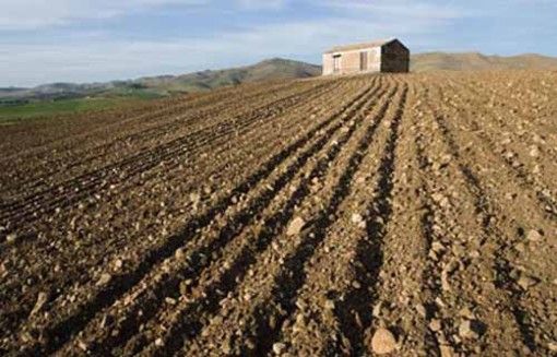 Agricoltura, in arrivo i bandi su misure agroambientali e biologico del Psr Piemonte