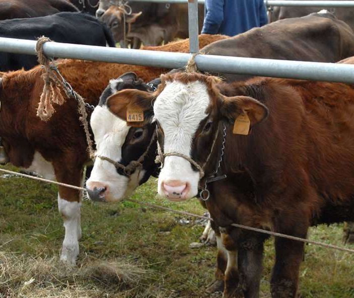 Confagricoltura: &quot;La Regione convochi con urgenza il tavolo del latte&quot;