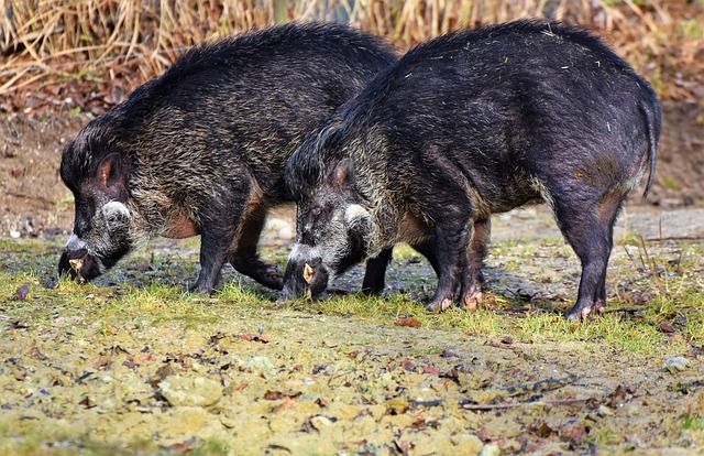 Peste suina: Confagricoltura sollecita ordinanze immediatamente esecutive per l’abbattimento dei cinghiali