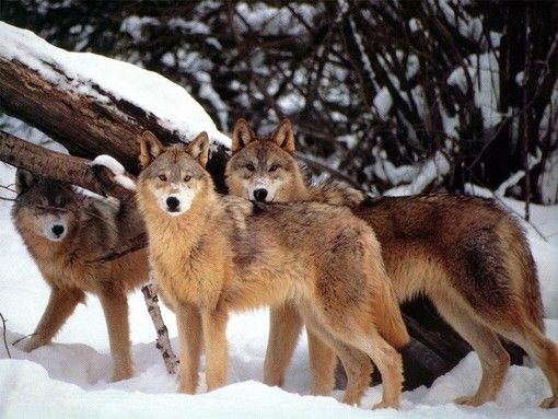 Coldiretti Piemonte sull'emergenza lupi: &quot;Bene l'apertura di un tavolo di tutte le regioni alpine&quot;