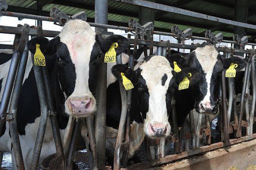 “Impedire che in Piemonte si commercializzi la pseudo-carne fatta in laboratorio”
